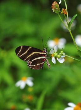 Zebra Heliconian